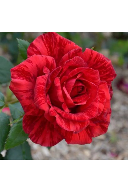 Пелюстки троянди Ред Інтуішн з бордовими прожилками